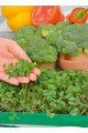 Garden Seed Mikrozelenina – Brokolica 1ks