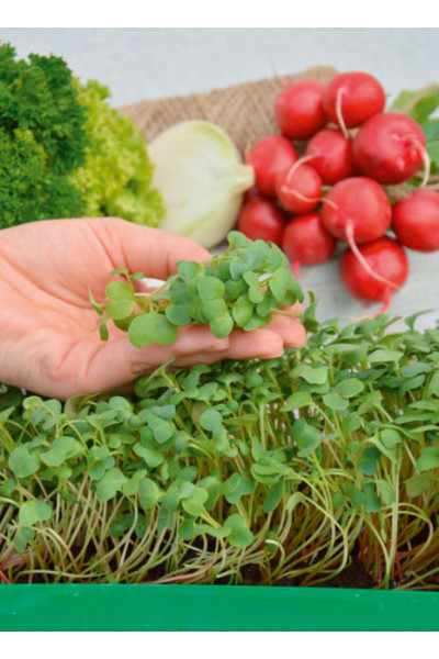 Garden Seed Mikrozelenina – Reďkovka 1ks
