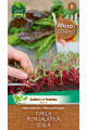 Garden Seed Mikrozelenina – Cvikla 1ks